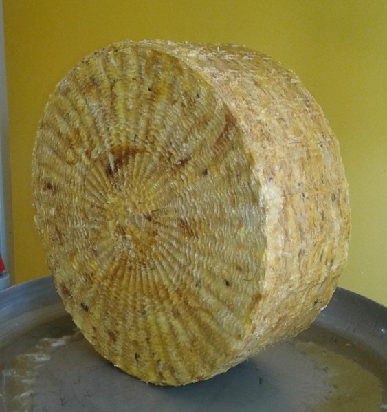 Cera di api